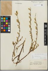 Foto von Salix repens subsp. incubacea (L.) A. Neumann